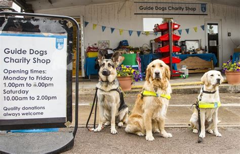 guide dogs warwick new road